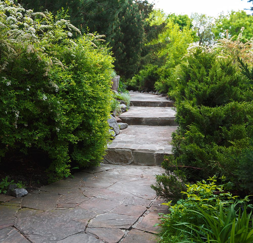 Walkway lined by trees and shrubs