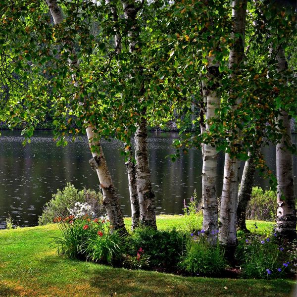trees shading a garden Top Summer Landscaping Ideas to Beat the Heat in St Paul (2).jpg
