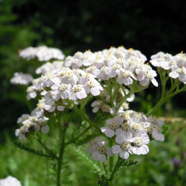 yarrow growing in a garden Top Summer Landscaping Ideas to Beat the Heat in St Paul.jpg