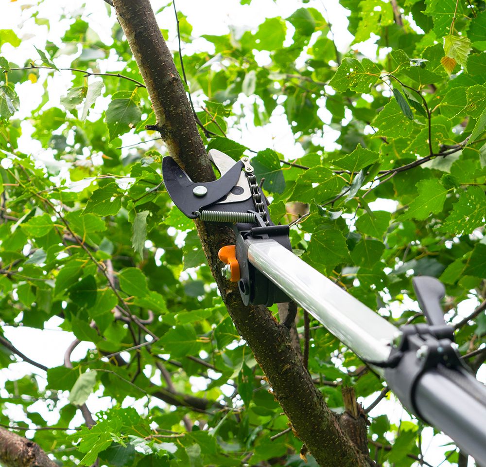 Close up of a branch being trimmed