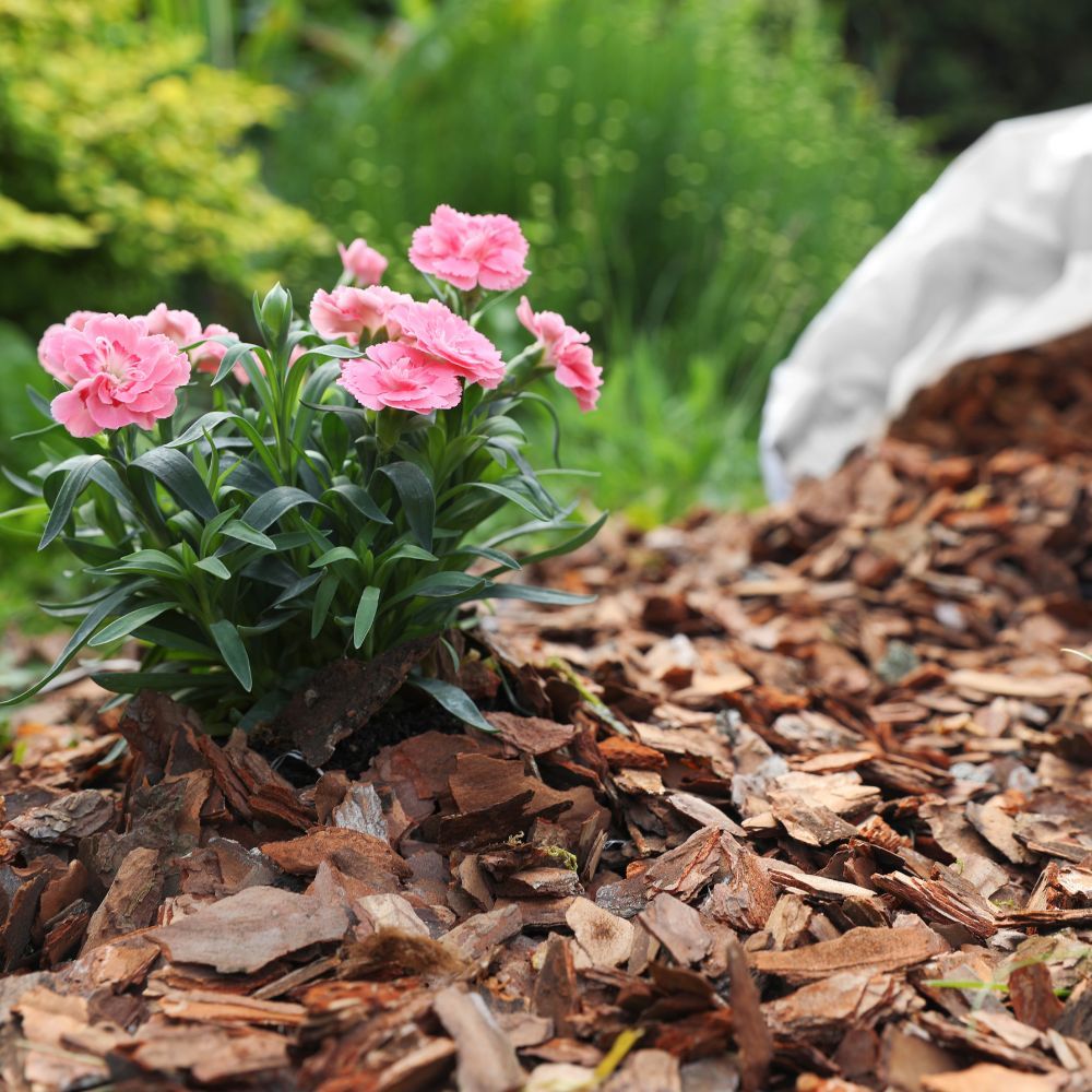 3 Shrub Management.jpg