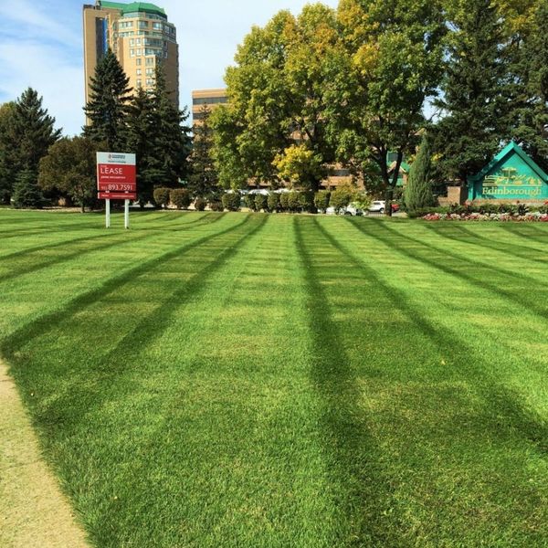 commercial lawn