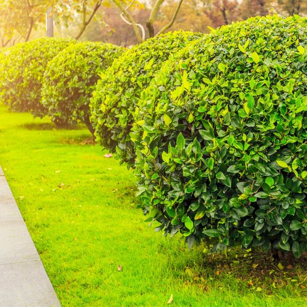 image of commercial landscaping