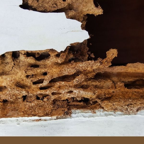 termite damage in house wall