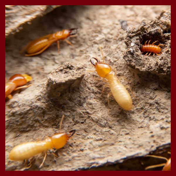 termite