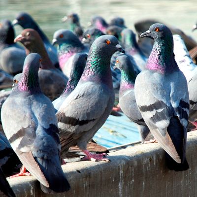 pigeons.jpg