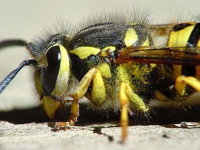 yellow-jacket-4.jpg