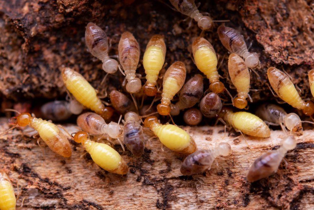 termites-eat-wooden-planks-damage-of-a-wooden-hou-2023-11-27-05-07-01-utc.jpg