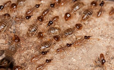 termites-2.jpg