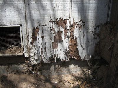 termite-damage-alabama-800x600.jpg