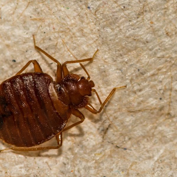 4 Pests Found in Alabama and How to Control Them - image 2.jpg