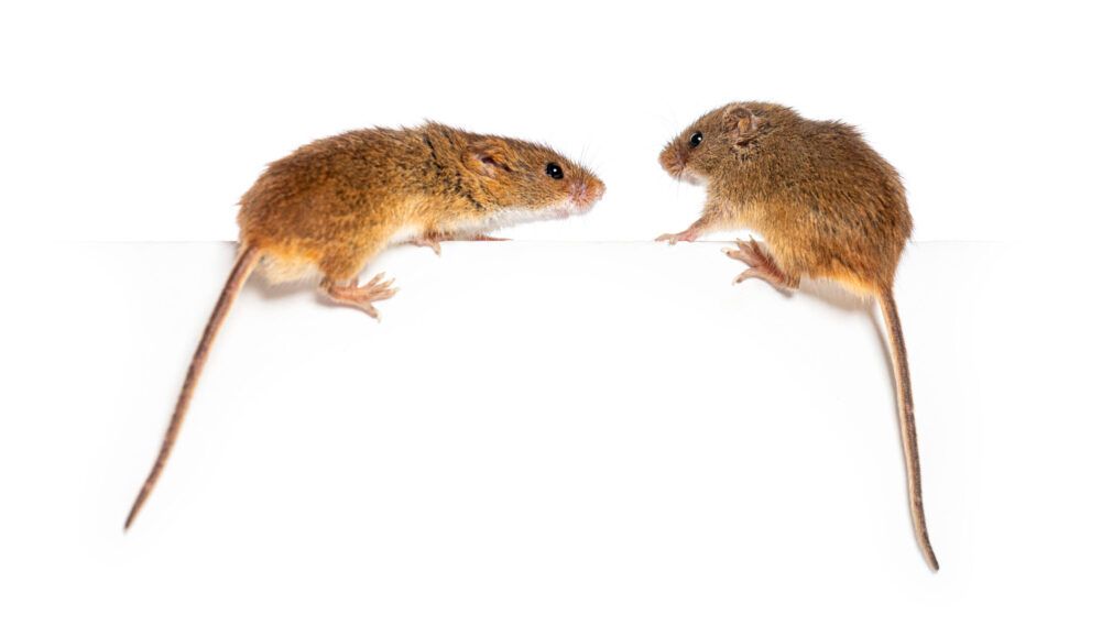 rodents-scaled-e1716564454670.jpg