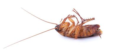 dead-roach-800x348.jpg