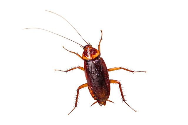 pestcontrolalabama-controlling-cockroach-infestations.jpg