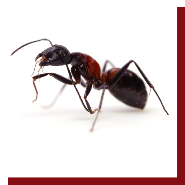 Ant Exterminator 2.png