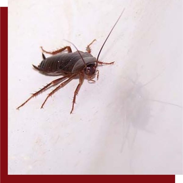 cockroach