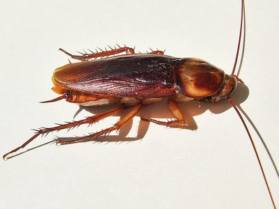 roach-2.jpg