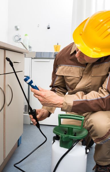 Pest Inspection