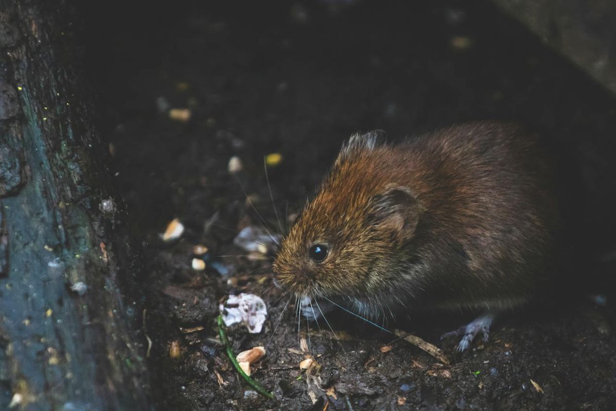 pestcontroalabama-comprehensive-rodent-control-guide-by-advanced-pest-control-of-alabama.jpg