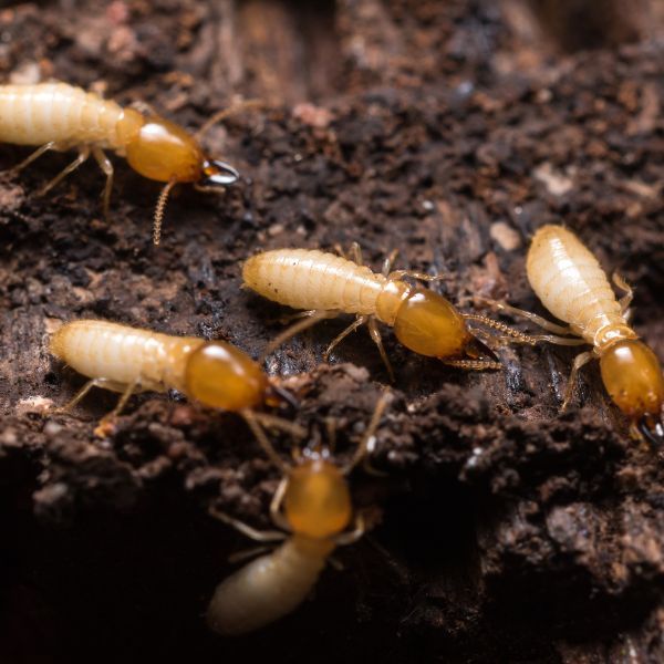 4 Pests Found in Alabama and How to Control Them - image 1.jpg