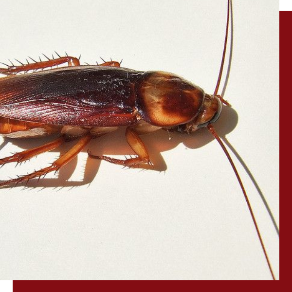 close up of a cockroach