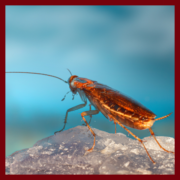 Four Most Common Pests Found in Alabama and How to Control Them3.png