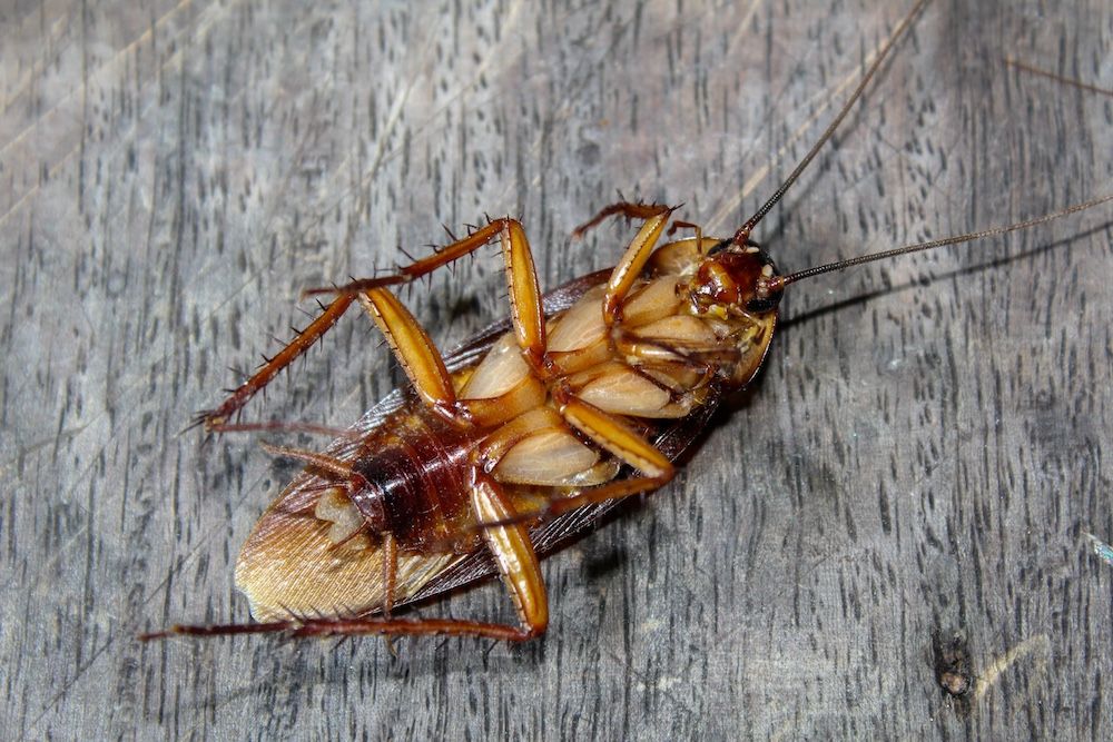 roaches-lie-dead-on-wooden-floor-dead-cockroach-2023-11-27-05-16-30-utc.jpg