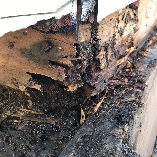 termite damage