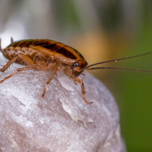 4 Pests Found in Alabama and How to Control Them - image 4.jpg