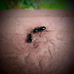 Black Ants.png