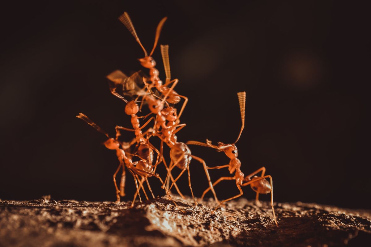 red-ant-teamwork-2023-11-27-05-18-34-utc-scaled.jpg