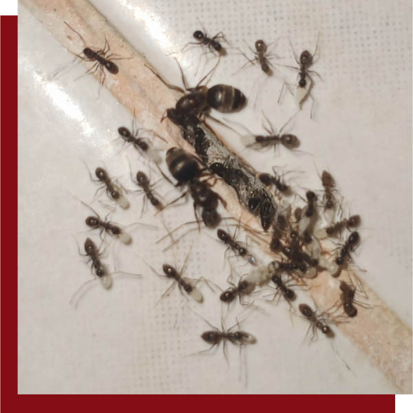 Ant Exterminator 1.png