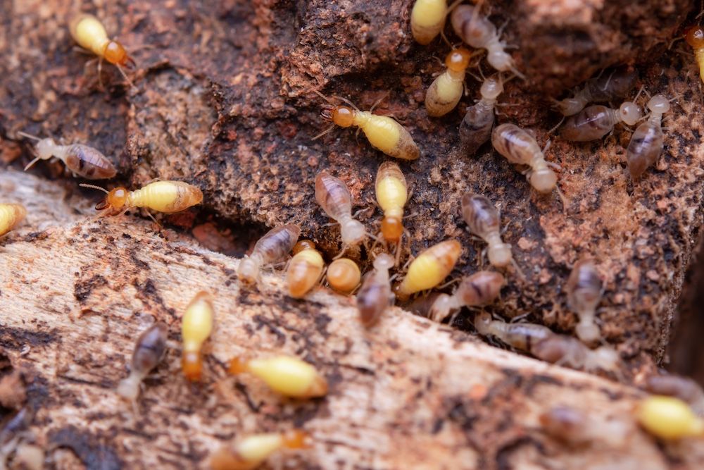 termites-eat-wooden-planks-damage-of-a-wooden-hou-2023-11-27-05-03-47-utc.jpg