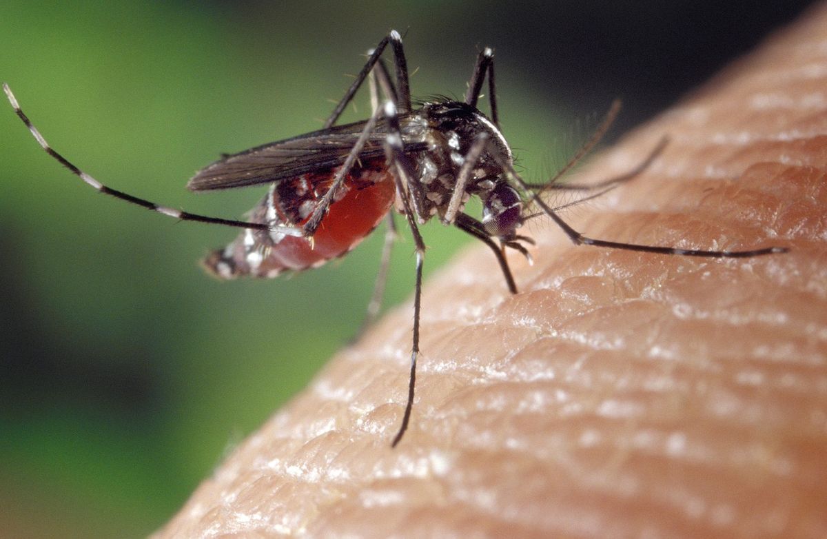 pestcontrolalabama-5-odd-hacks-that-could-help-reduce-mosquito-bites-this-summer.jpg