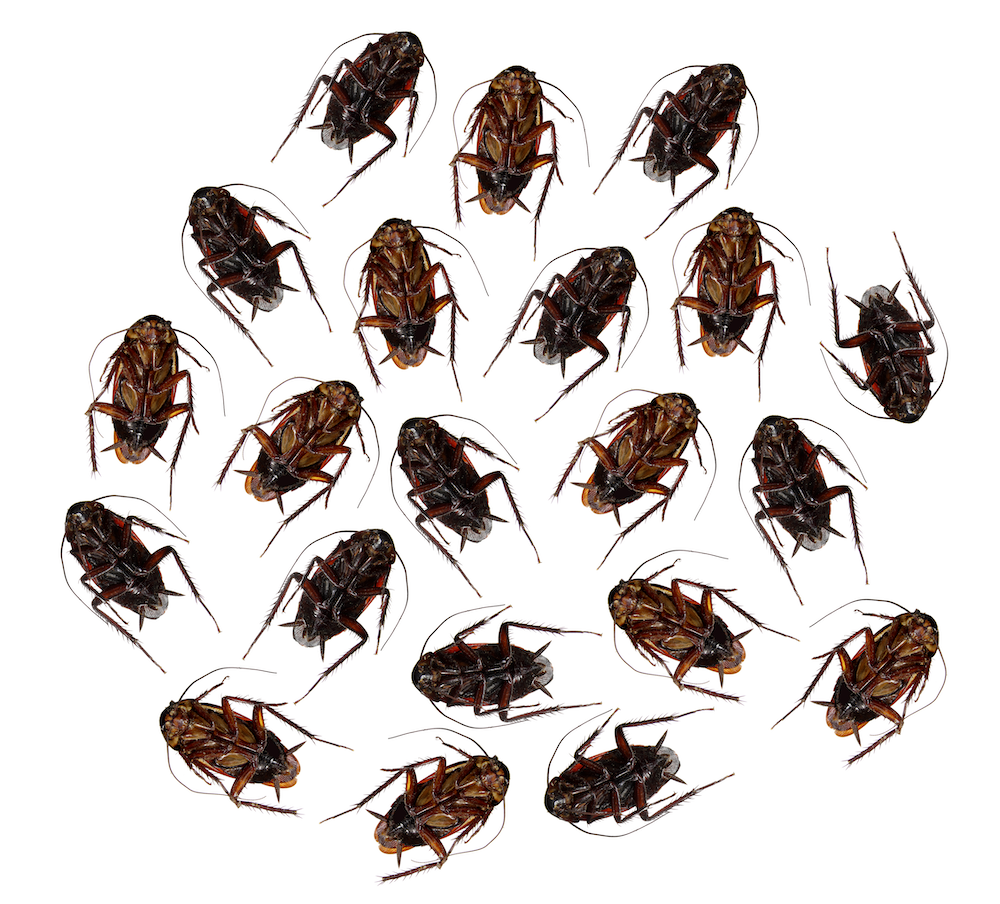 dead-cockroaches-2023-11-27-05-22-17-utc.png