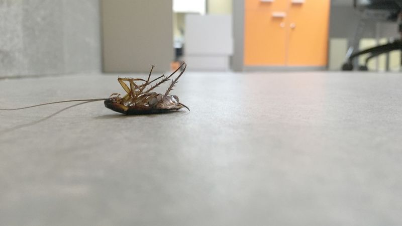 4 Pests Found in Alabama and How to Control Them - featured image.jpg