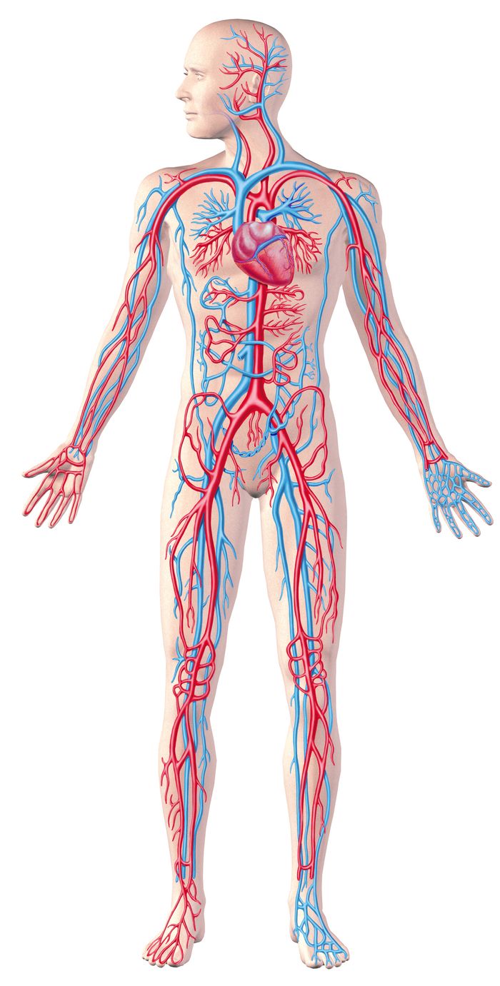 vascular-system.jpg