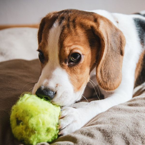 a small beagle chewing on a tennis ball