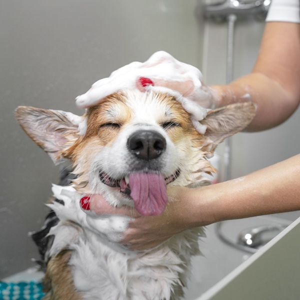dog getting a bath in dog wash station