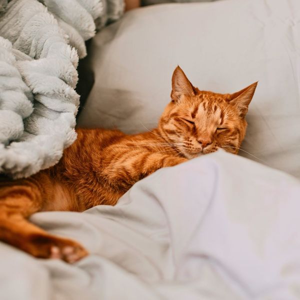 an orange tabby laying in a bed