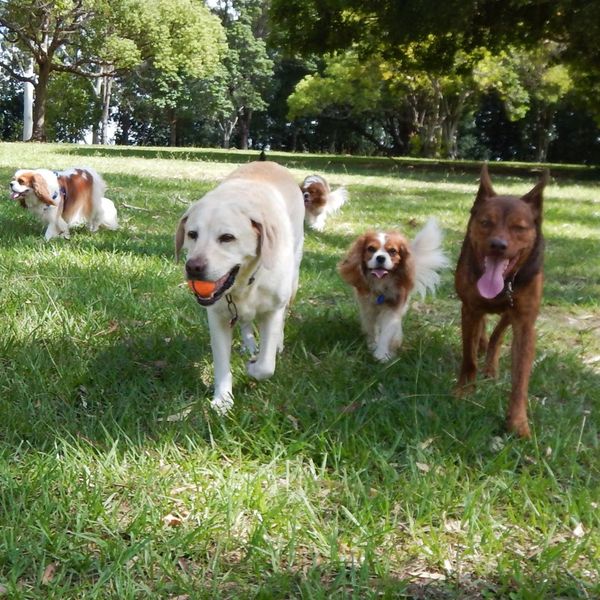 a group of dogs at a dog park