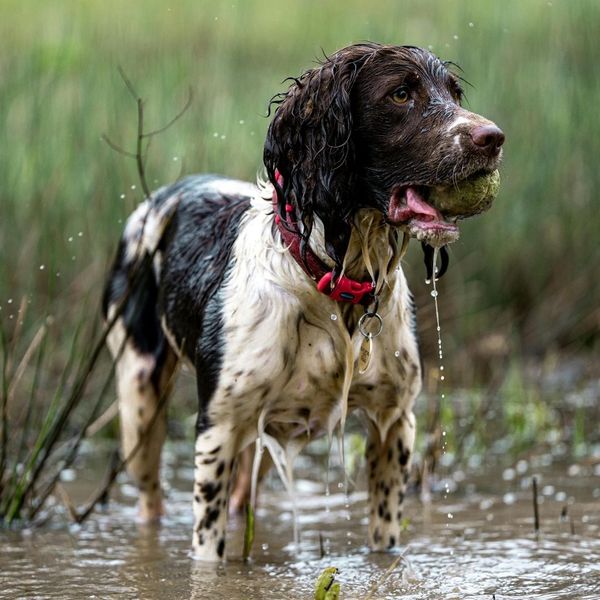 dog playing in the muddy water