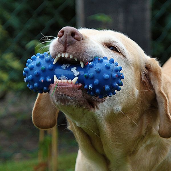 Dog chewing a toy outside