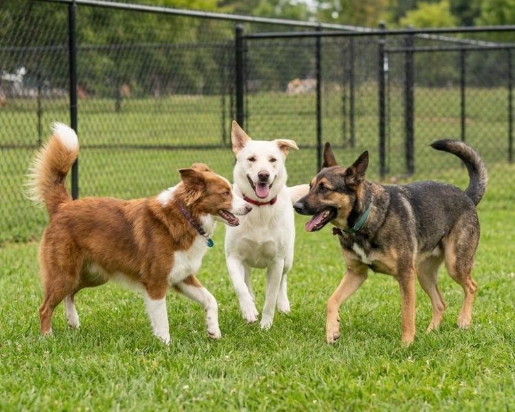 pets3.jpg