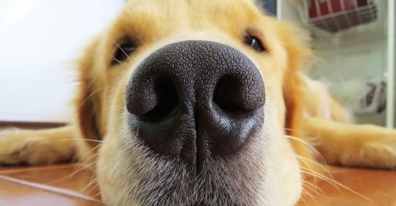 Close-up of a dog's nose