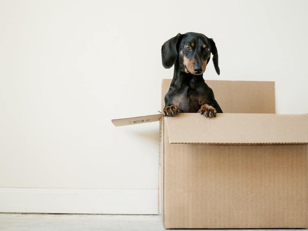 Cute little dog in a moving box