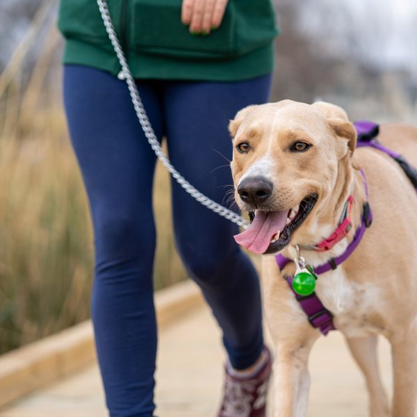 Woman walking a dog