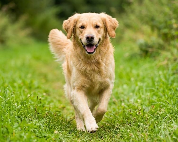 pets2.jpg