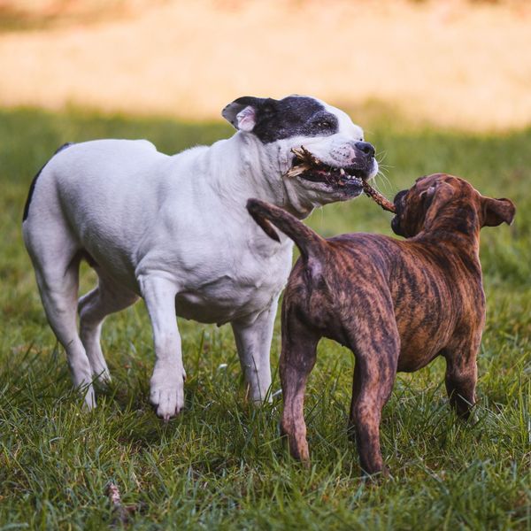 A white and black dog and a smaller brindle dog play together with a stick in a grassy field Best Amenities for Remote Workers 3.jpg