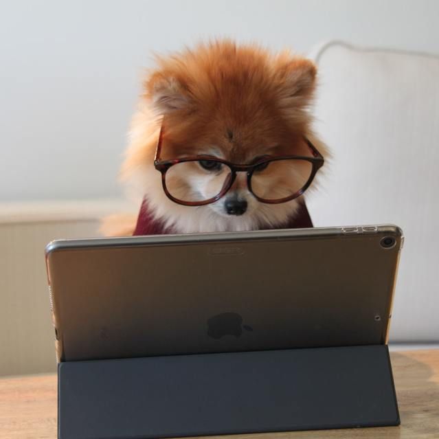 Cute little dog in front of a laptop